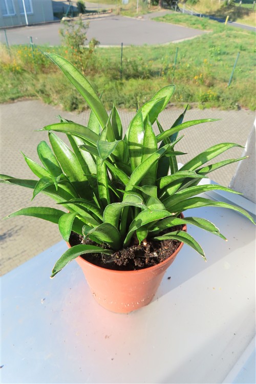 Sansevieria Panthera