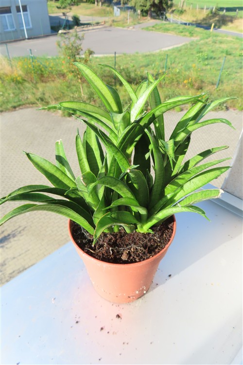 Sansevieria Panthera