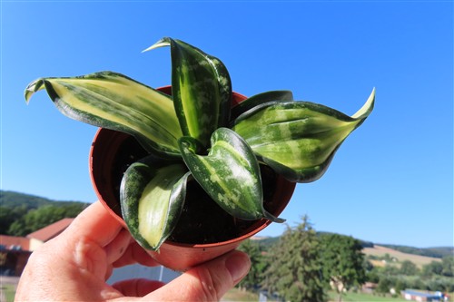Sansevieria Curly Spiral Star