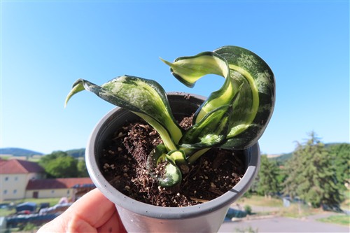 Sansevieria Curly Spiral Star
