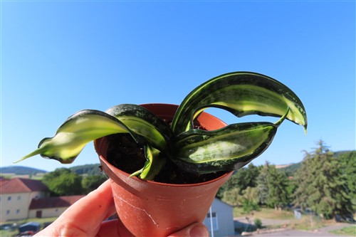 Sansevieria Curly Spiral Star