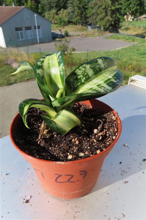 Sansevieria Curly Spiral Star
