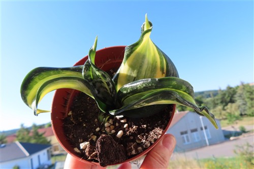 Sansevieria Curly Spiral Star