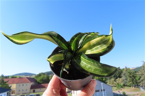 Sansevieria Curly Spiral Star