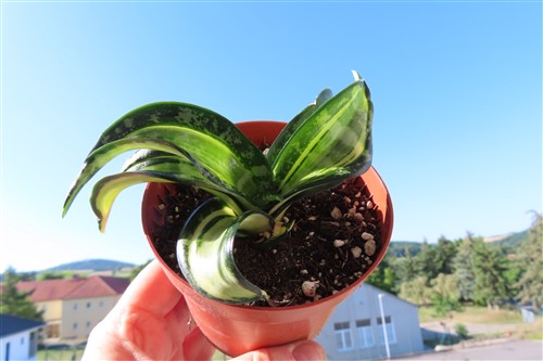 Sansevieria Curly Spiral Star