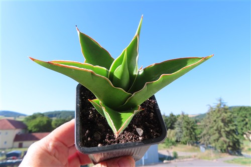 Sansevieria Temple crown