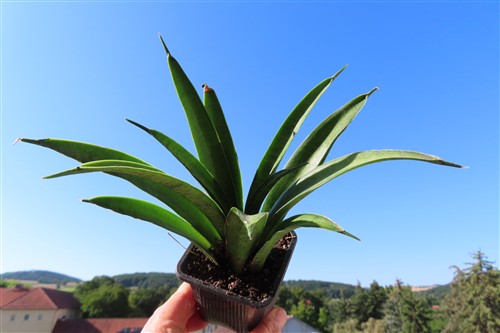 Sansevieria Panthera