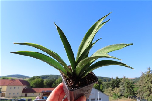 Sansevieria Panthera