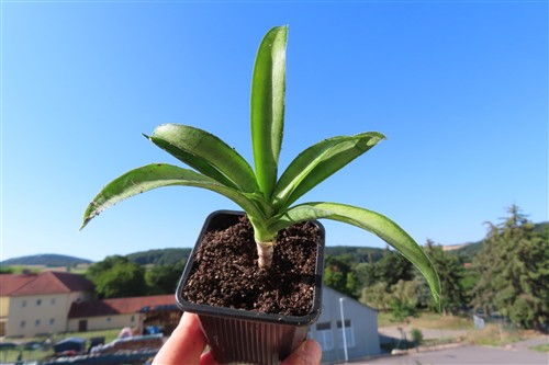 Sansevieria Panthera