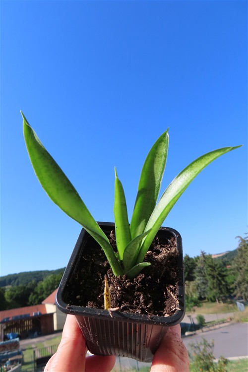Sansevieria Panthera