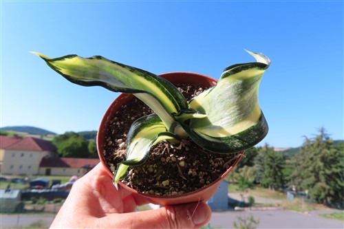 Sansevieria Curly Spiral Star