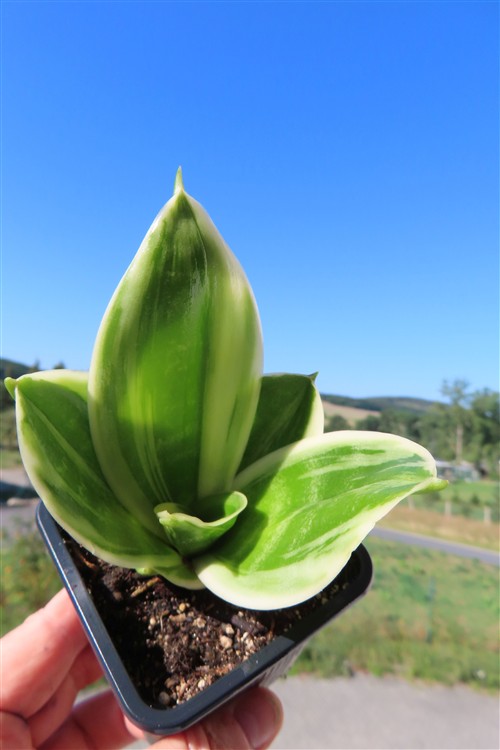 Sansevieria hahnii Stars & Stripes