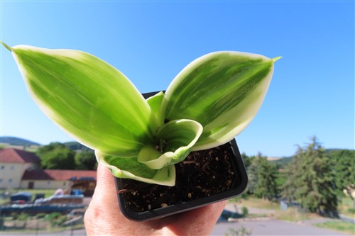 Sansevieria hahnii Stars & Stripes