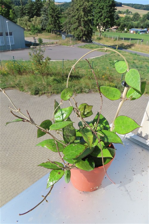 Hoya parasitica black edge