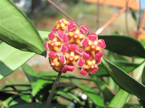 Hoya davidcummingii