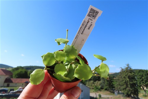 Hoya endauensis