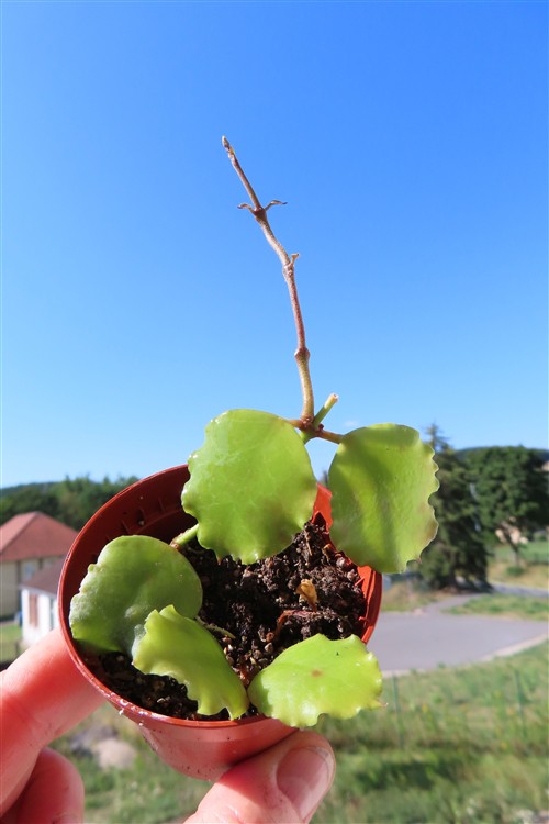Hoya endauensis