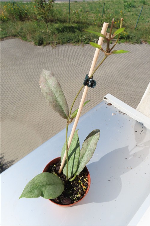 Hoya Mitrata silver