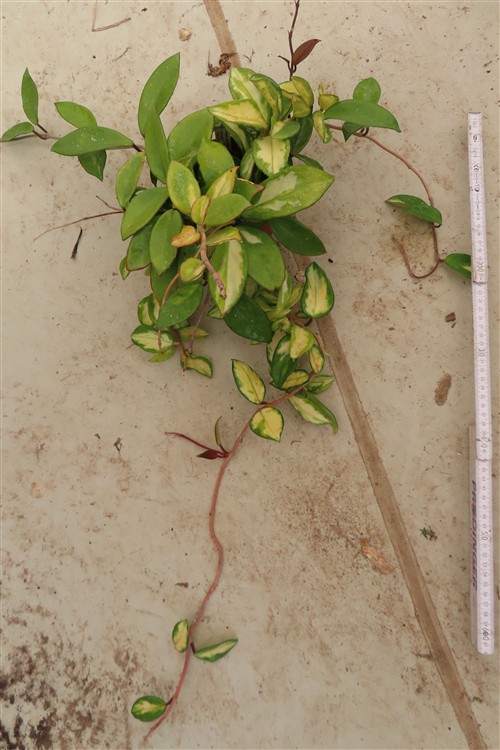 Hoya carnosa tricolor
