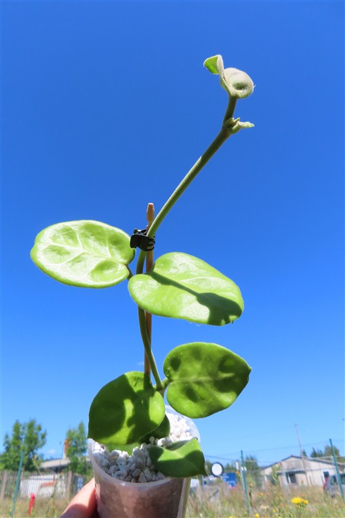 Hoya calycina stargazer