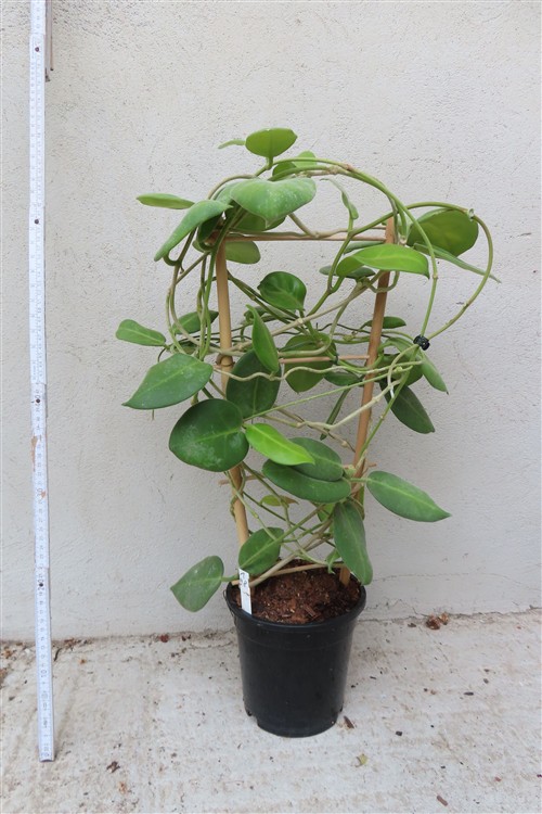 Hoya calycina stargazer