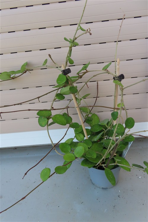 Hoya mathilde