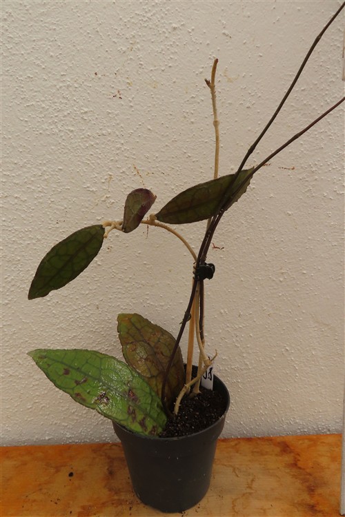 Hoya clemensiorum short leaf