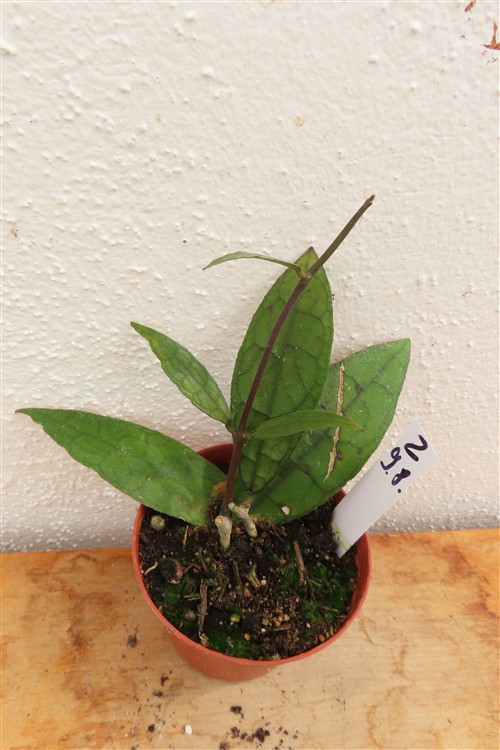Hoya clemensiorum short leaf