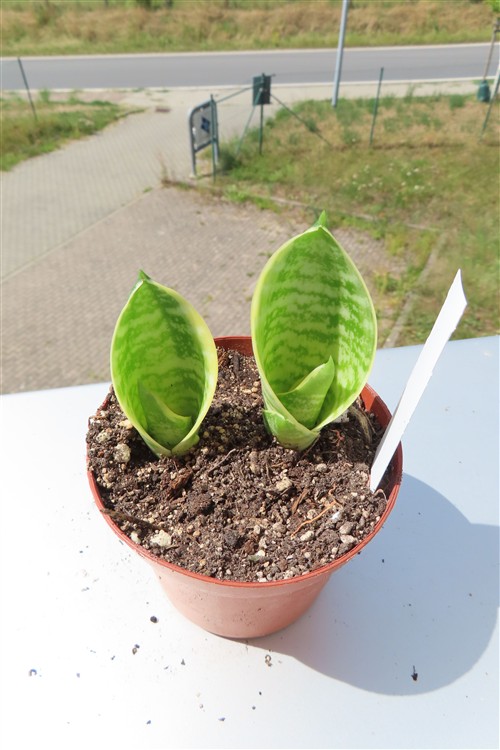 Sansevieria Green Hahnii