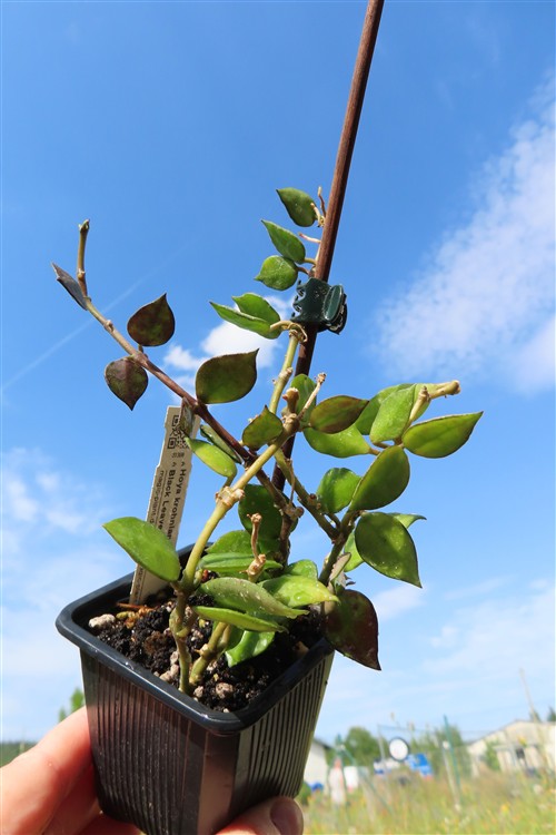 Hoya krohniana Black Leaves