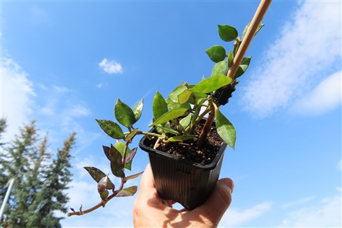 Hoya krohniana Black Leaves