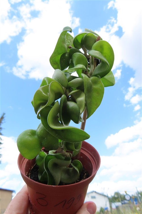 Hoya carnosa compacta krinkle