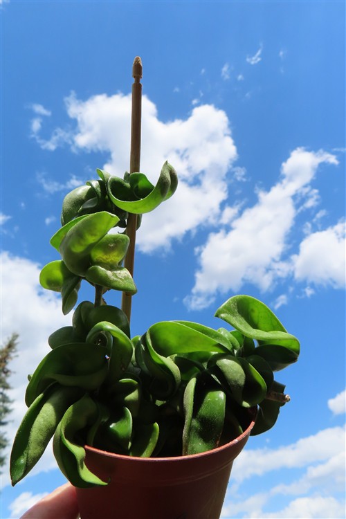 Hoya carnosa compacta krinkle