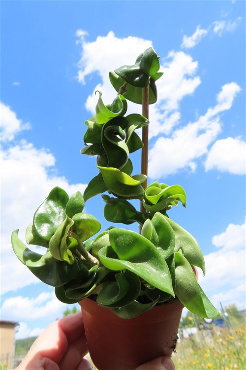 Hoya carnosa compacta krinkle