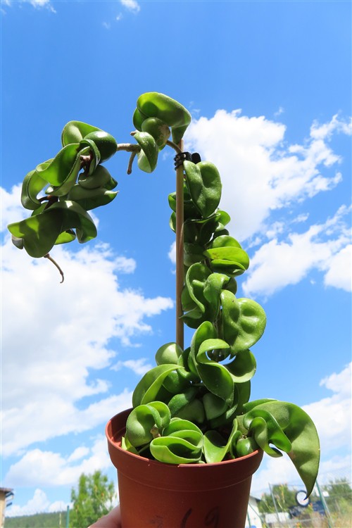 Hoya carnosa compacta krinkle