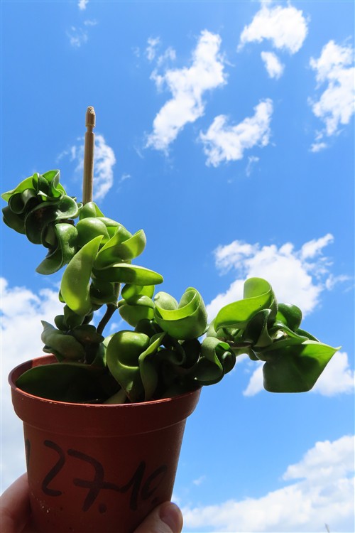 Hoya carnosa compacta krinkle