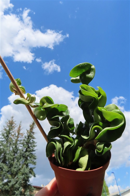 Hoya carnosa compacta krinkle