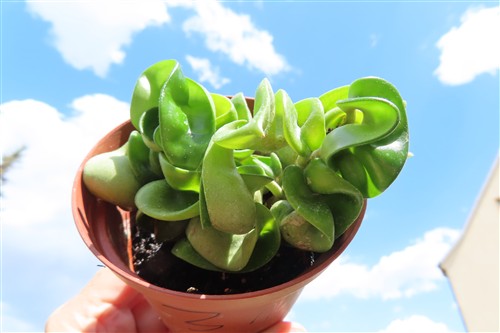 Hoya carnosa compacta krinkle