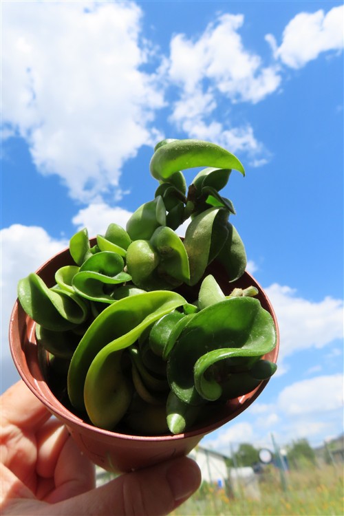 Hoya carnosa compacta krinkle