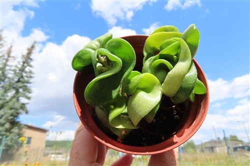 Hoya carnosa compacta krinkle