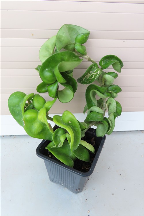 Hoya carnosa compacta krinkle