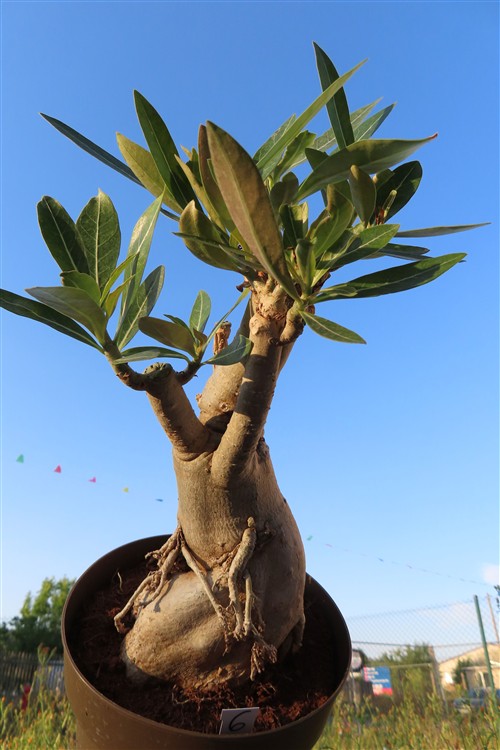Adenium arabicum