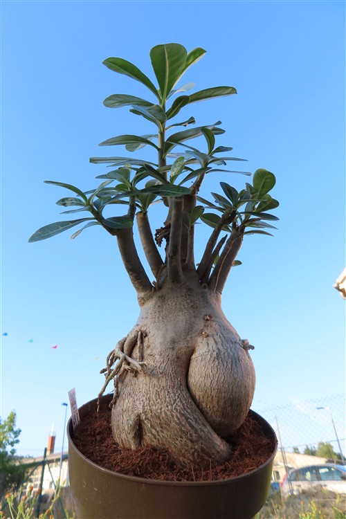 Adenium arabicum