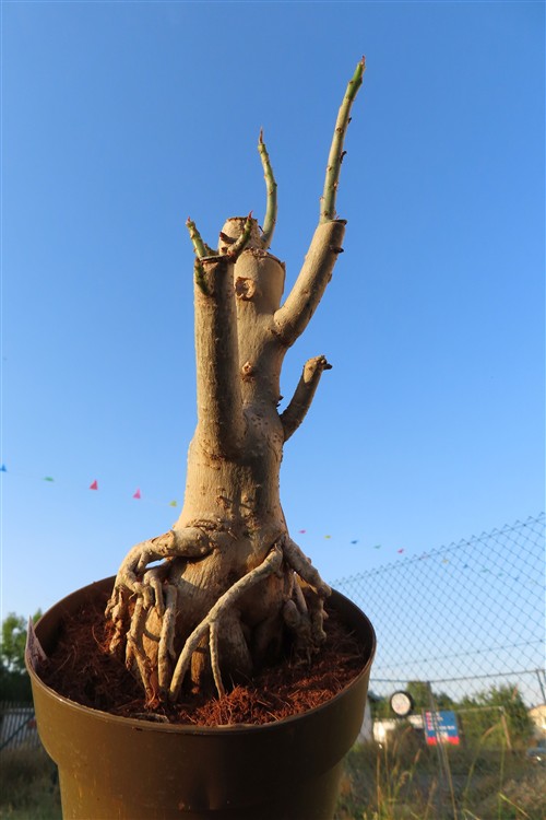 Adenium arabicum