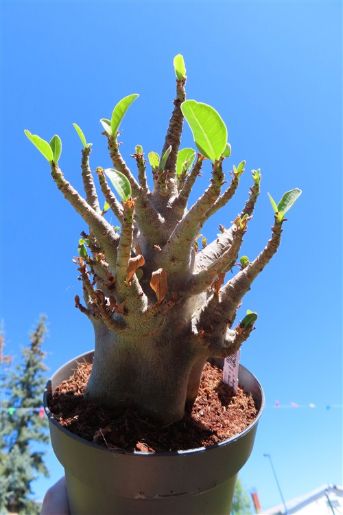 Adenium Baobab