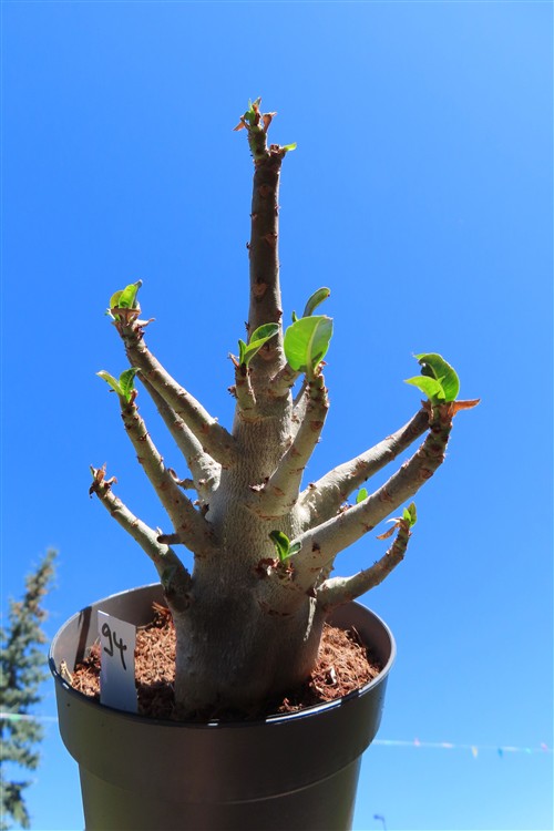 Adenium Baobab