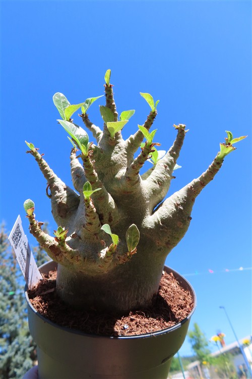 Adenium Baobab