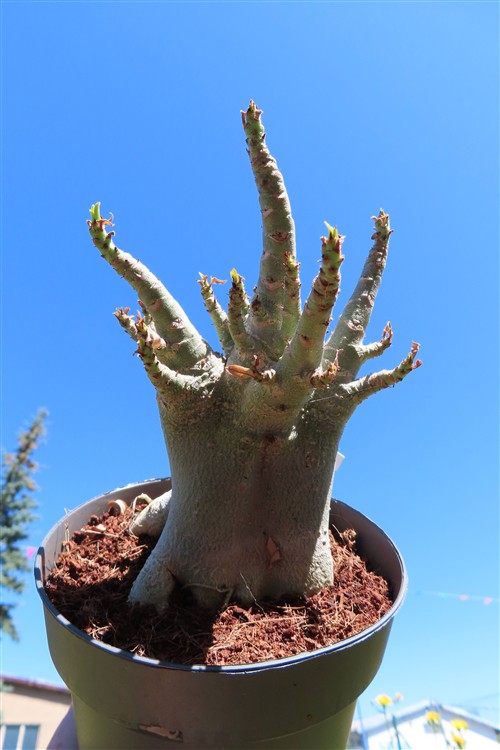 Adenium Baobab