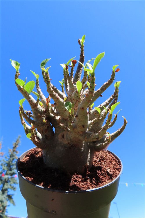 Adenium Baobab