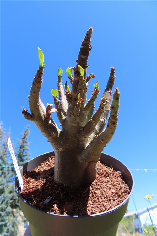 Adenium Baobab